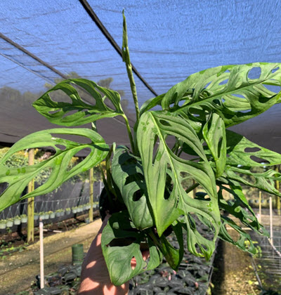 6" Monstera Epipremnoides